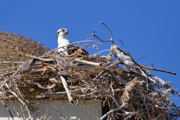 Ospreys Have Found Religion.