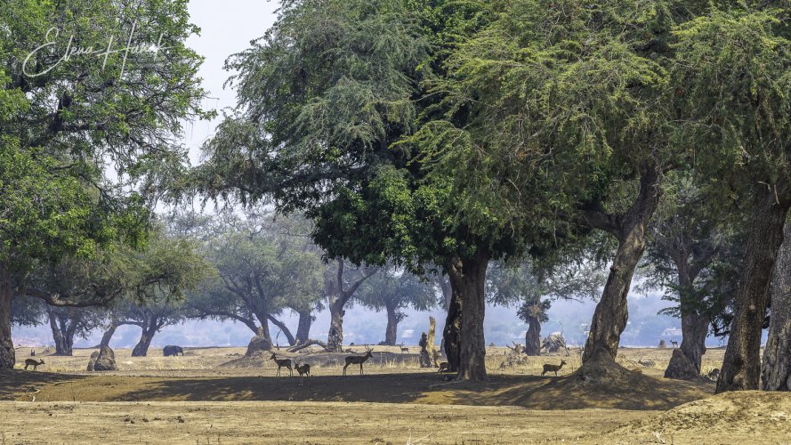 Wildlife of Mana Pools through MF lens Zeiss Milvus 135mm f2
