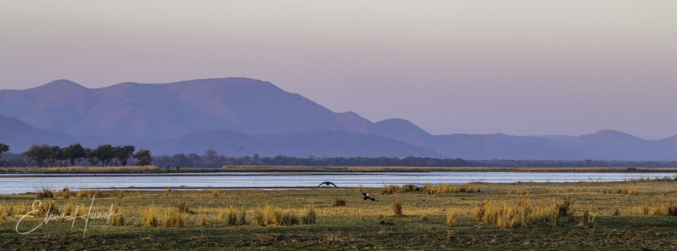 Wildlife of Mana Pools through MF lens Zeiss Milvus 135mm f2