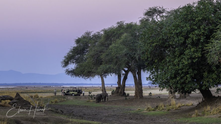 Wildlife of Mana Pools through MF lens Zeiss Milvus 135mm f2