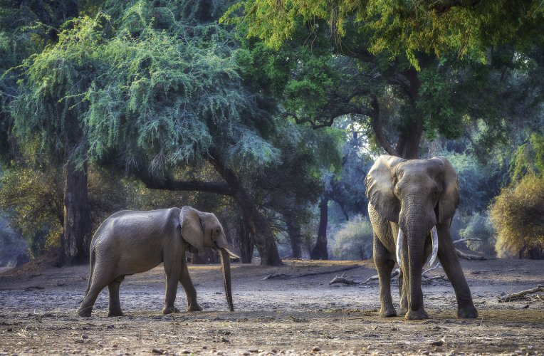 Wildlife of Mana Pools through MF lens Zeiss Milvus 135mm f2
