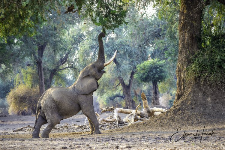 Wildlife of Mana Pools through MF lens Zeiss Milvus 135mm f2
