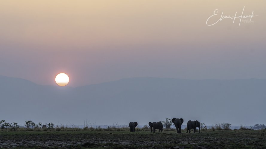 Wildlife of Mana Pools through MF lens Zeiss Milvus 135mm f2