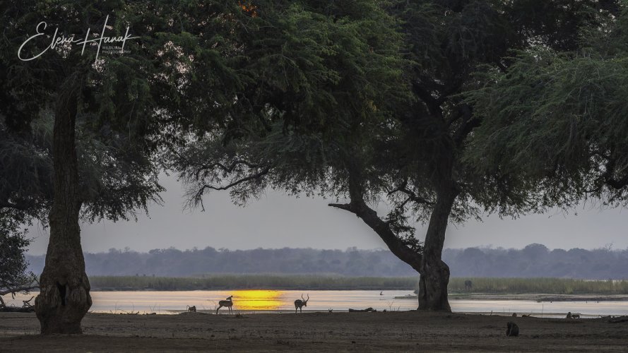 Wildlife of Mana Pools through MF lens Zeiss Milvus 135mm f2
