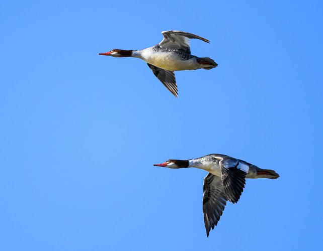 Common Mergansers  Boise River