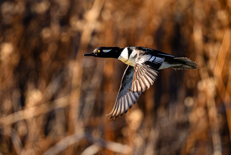Hooded Mergansers  flying over the Boise River Idaho