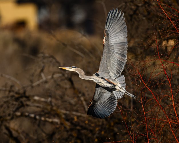 Great Blue Herons  Boise River Idaho