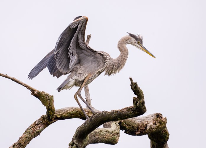 Blue heron.jpg
