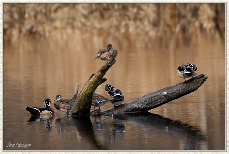 Wood Ducks..