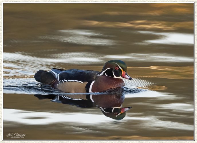 Wood Ducks..