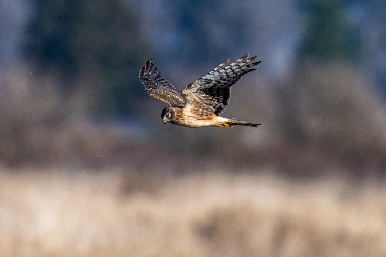 Northern Harrier