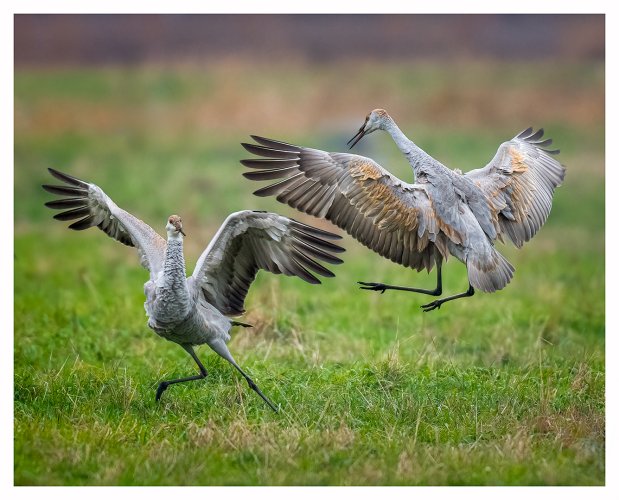 Sandhill Crane