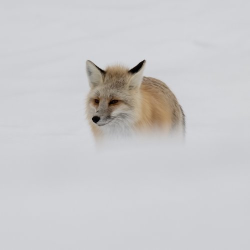 Red Fox in Winter