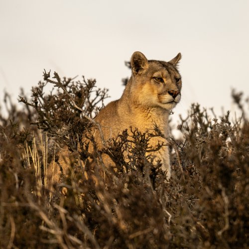 Female Puma, Patagonia, May 2024