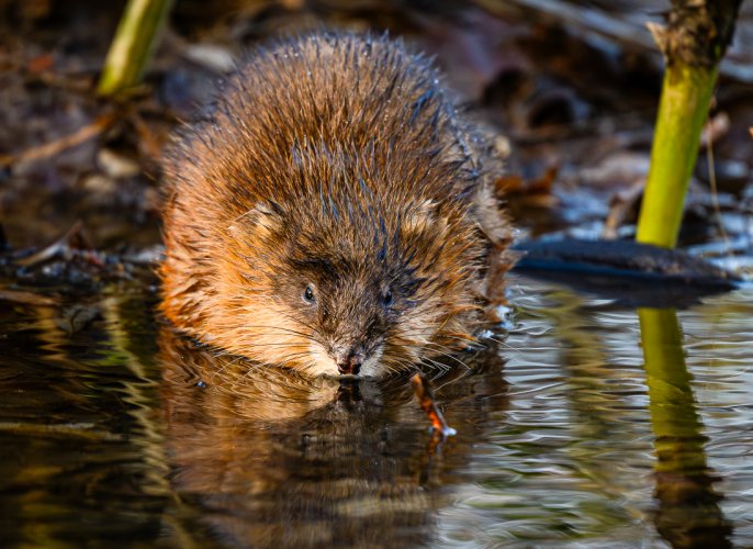 Muskrat visited while I was birding