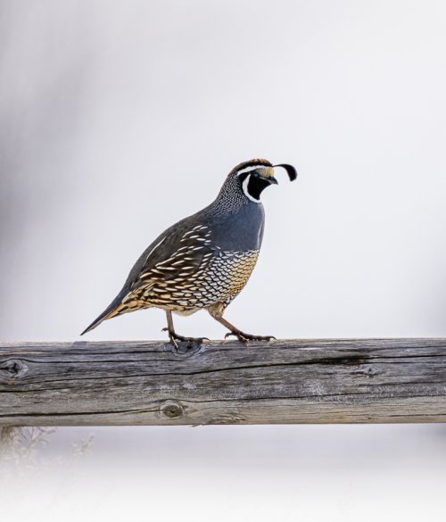 Bird ID Photos a few from February 2025 birding outings