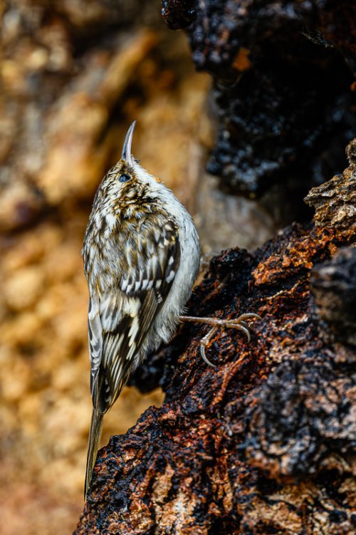 Bird ID Photos a few from February 2025 birding outings
