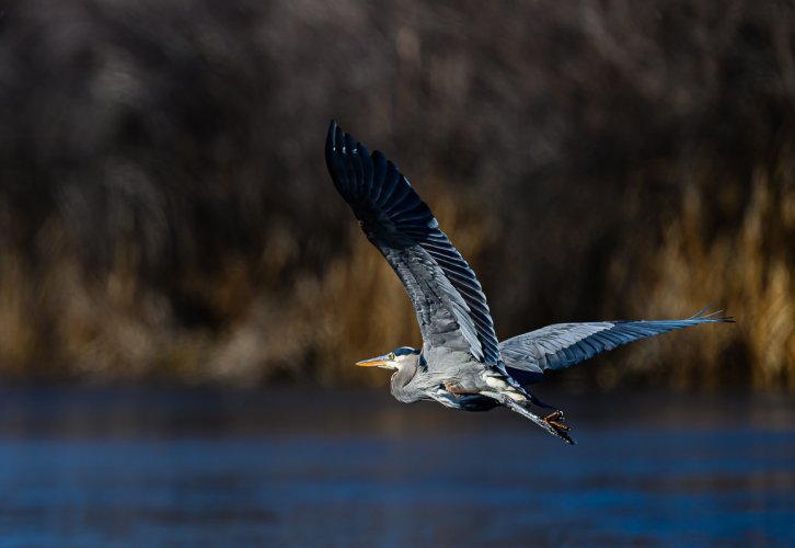 Bird ID Photos a few from February 2025 birding outings
