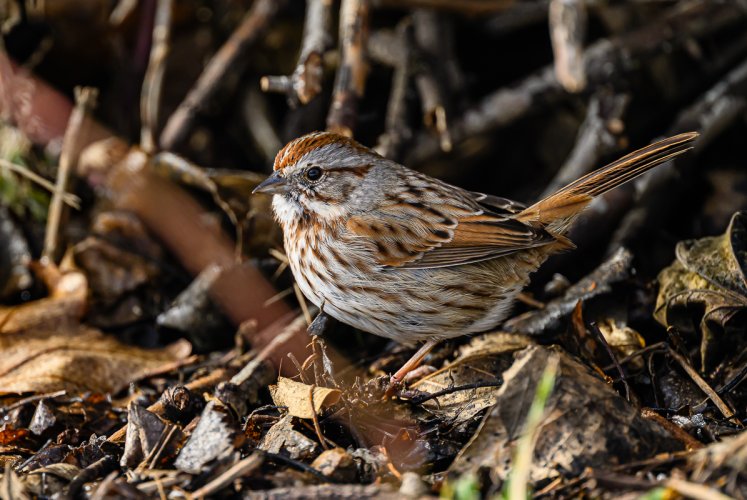 Bird ID Photos a few from February 2025 birding outings