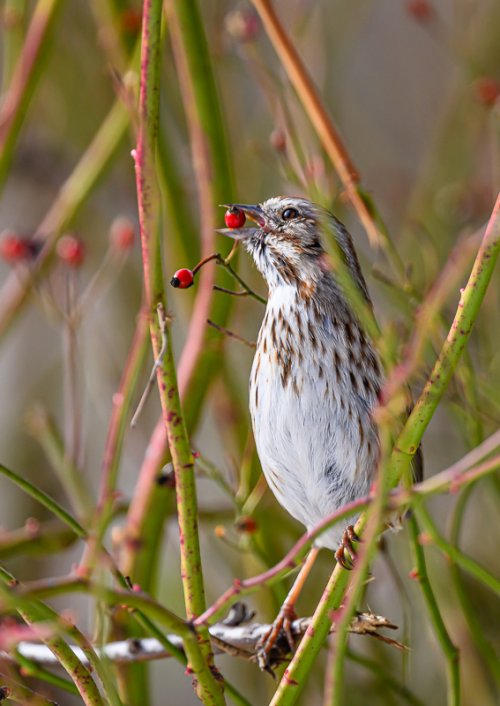 Bird ID Photos a few from February 2025 birding outings