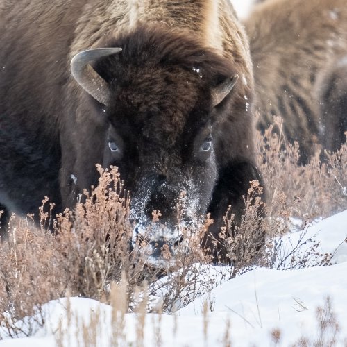 Here's Looking at You (Yellowstone Bison)