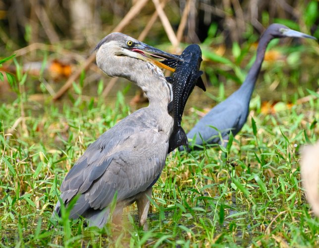 Heron Catches a Bigger Fish than He Can Swallow