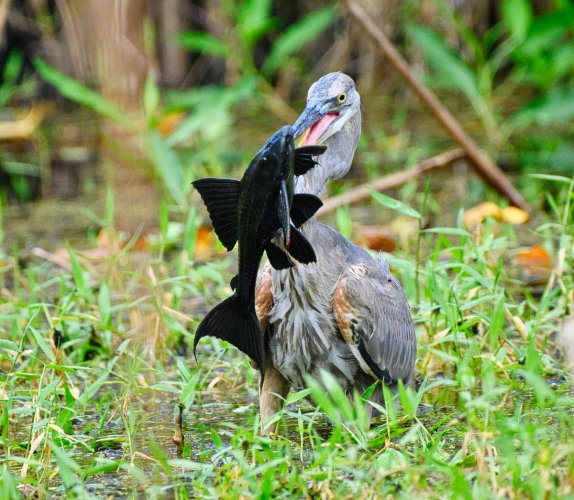 Heron Catches a Bigger Fish than He Can Swallow