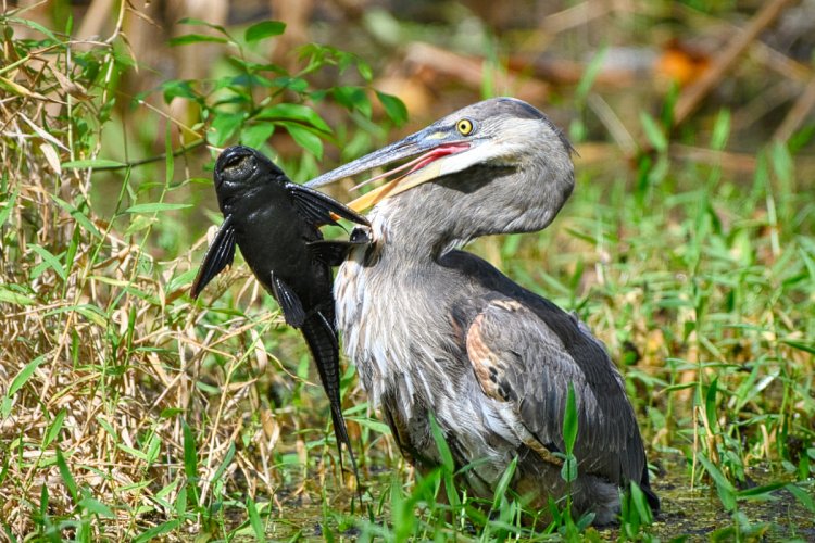 Heron Catches a Bigger Fish than He Can Swallow