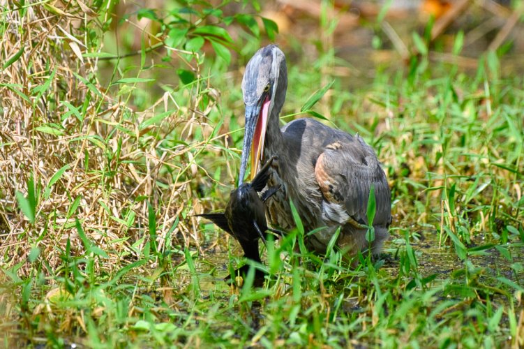 Heron Catches a Bigger Fish than He Can Swallow