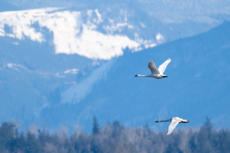 Trumpeter Swans