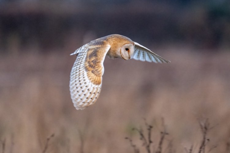 Local Barn Owl