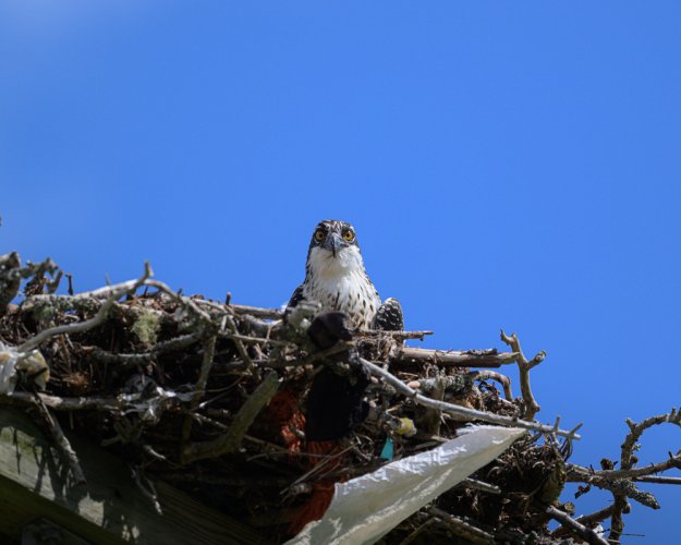 Osprey sure have messy nests