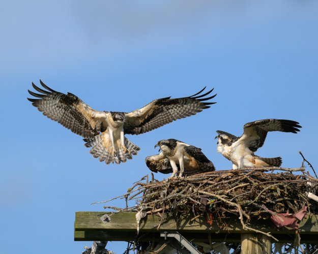 Osprey sure have messy nests