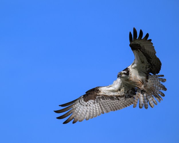 Osprey sure have messy nests