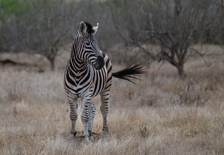 Prime Zebra Stallion