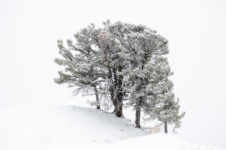 Winter Trees in Yellowstone