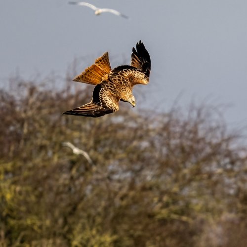 Red Kite Diving