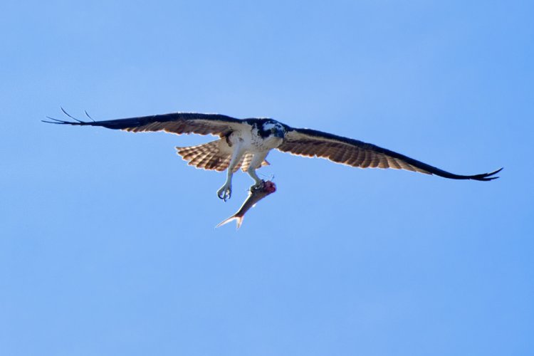 Ospreys discussing ownership of a fish