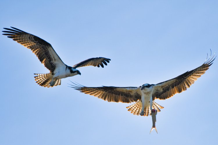 Ospreys discussing ownership of a fish