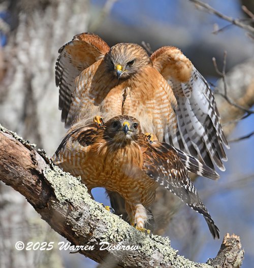 Red-Shouldered Hawks, Spring is in the Air!