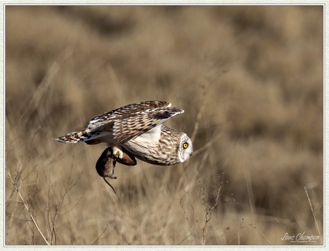 Short-eared Owl and Harrier interaction...