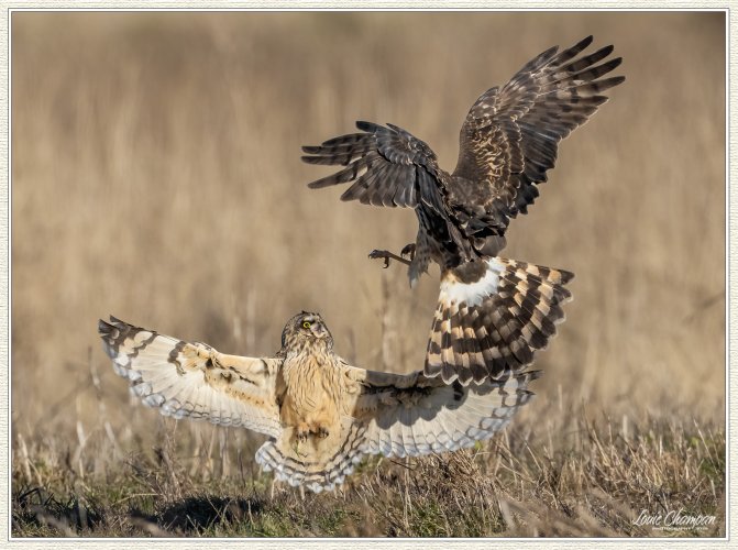 Short-eared Owl and Harrier interaction...