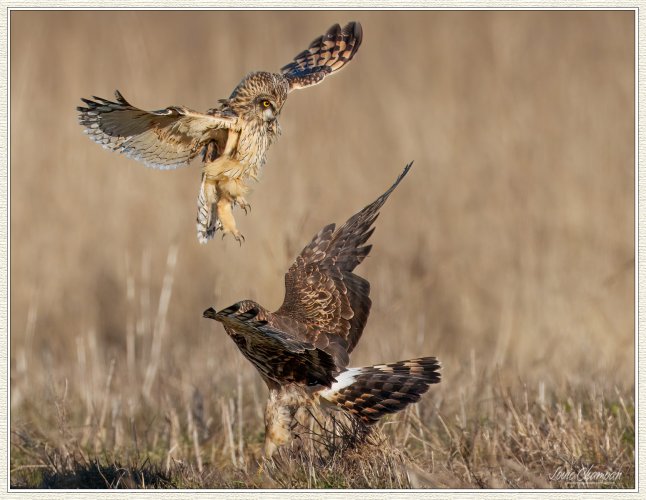 Short-eared Owl and Harrier interaction...