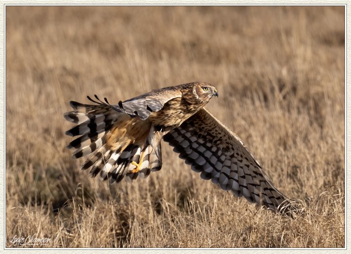 Short-eared Owl and Harrier interaction...