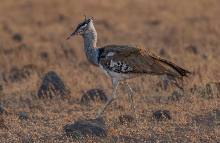Kori Bustard