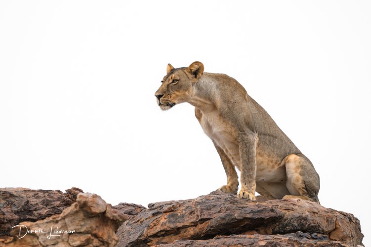 Lion on the Rocks - Mashatu Game Reserve