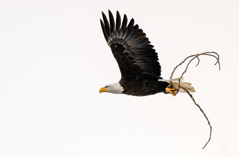Bald Eagle Gathering Material for City Nest