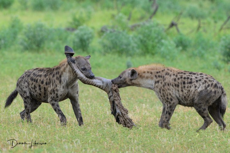 Hyena Tug of War - Mashatu Game Reserve