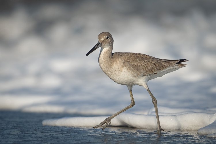 In Search of the Perfect Willet Photo