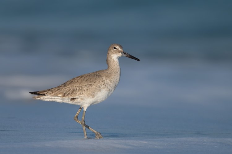 In Search of the Perfect Willet Photo